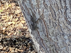 Sceloporus occidentalis