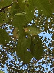 Carya tomentosa