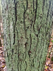 Torminalis glaberrima