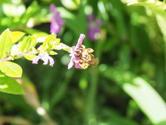 Mellitidia tomentifera