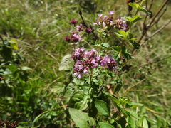 Origanum vulgare