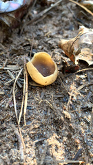 Geoscypha violacea