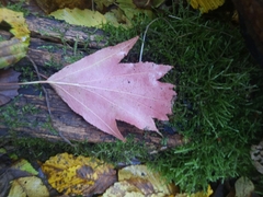 Torminalis glaberrima