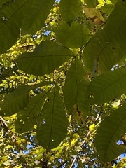 Carya tomentosa
