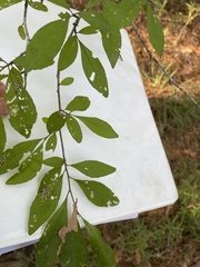 Ilex