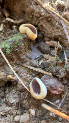 Geoscypha violacea