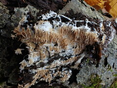 Hydnocristella himantia