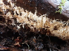 Hydnocristella himantia