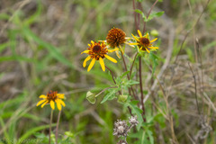 Tetragonotheca texana