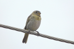 Sicalis flaveola
