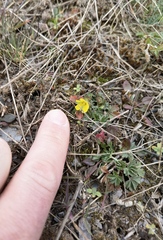 Potentilla verna