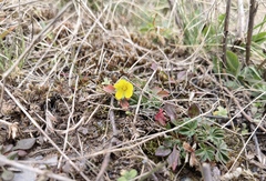 Potentilla verna