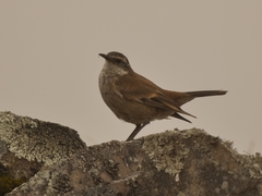 Cinclodes albiventris