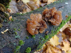 Phaeotremella frondosa