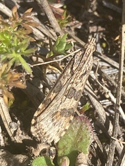 Nomophila distinctalis