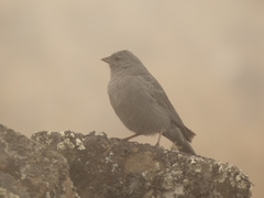 Geospizopsis unicolor