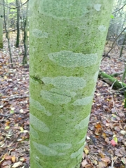 Fagus sylvatica