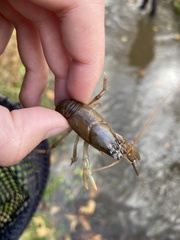 Cambarus carinirostris