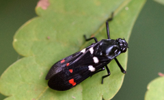 Callitettix versicolor