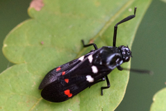 Callitettix versicolor