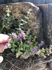 Nepeta
