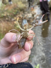 Cambarus carinirostris