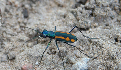 Cicindelinae
