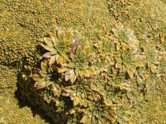 Azorella compacta