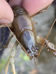 Cambarus carinirostris