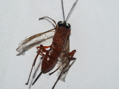 Stiromesostenus