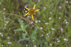 Tetragonotheca texana