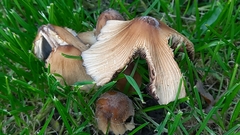 Coprinellus