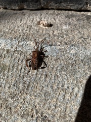 Leptoglossus occidentalis