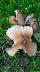 Coprinellus
