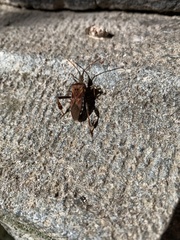 Leptoglossus occidentalis