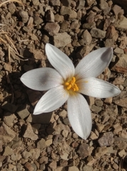 Zephyranthes andina