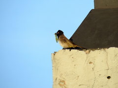 Pycnonotus nigricans