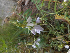 Galega officinalis