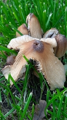 Coprinellus