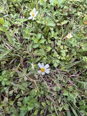 Bidens alba