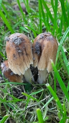Coprinellus