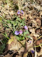 Pulmonaria officinalis