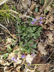 Pulmonaria officinalis
