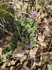 Pulmonaria officinalis