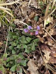 Pulmonaria officinalis