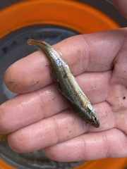 Clinostomus elongatus