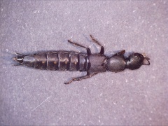 Ocypus aethiops