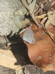 Cupido comyntas texana