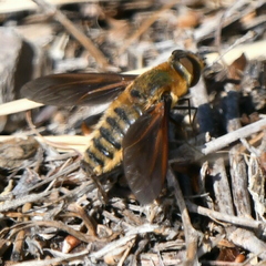 Poecilanthrax lucifer