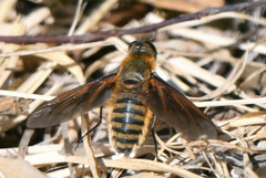 Poecilanthrax lucifer